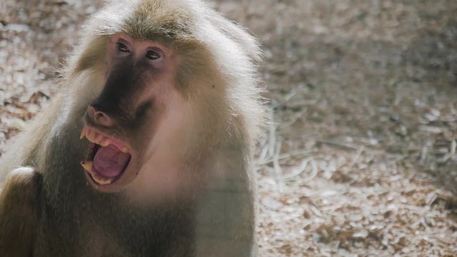 Hamadryas baboon intimidating other male with his big mouth wide open. Monkey open mouth.