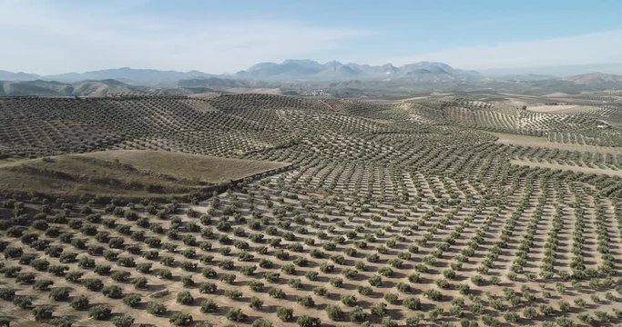 Olive trees fields in Jaen near Cazorla Andalucia Spain