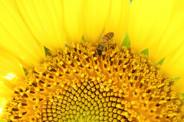 Closed up half image of a full bloom Sunflower with a little bee collecting nectar 