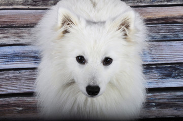 Chien Spitz japonais assis qui nous regarde - sol parquet