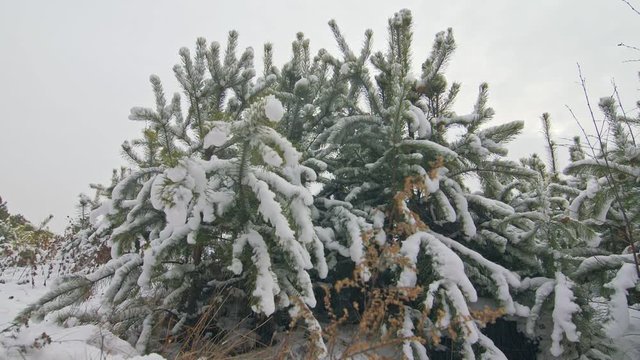 Professional extreme sportsman biker cool riding fat bike in outdoors. Extremal ride through an pine trees. Man does trick on mountain bicycle with big tire in helmet, glasses. Slow motion in 180fps.
