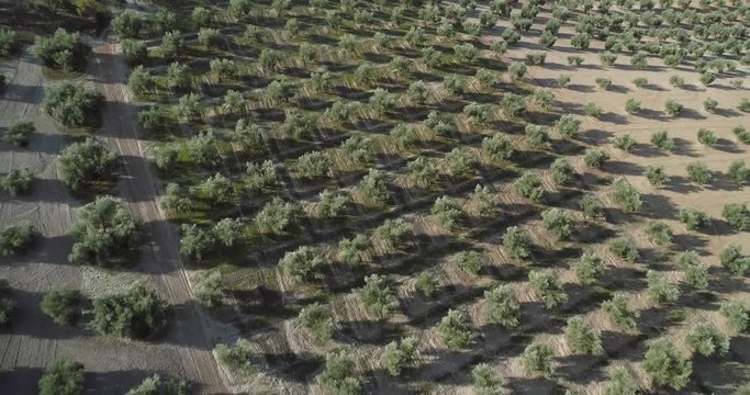 Olive trees fields in Jaen near Cazorla Andalucia Spain