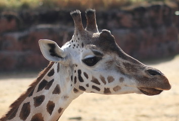 portrait of giraffe