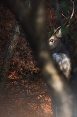 Bucks
