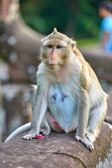 A long-tailed macaque monkey seated on a rock near Angkor Wat, Cambodia in the background is a green blurred landscape