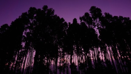 Defined silhouettes of trees with a purple sky behind