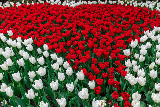 USA, Washington State, Skagit Valley, tulip field, white and red tulips