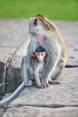 A long-tailed macaque monkey , nursing her child near Angkor Wat, Cambodia in the background is a green blurred landscape