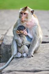 A long-tailed macaque monkey , nursing her child near Angkor Wat, Cambodia in the background is a green blurred landscape