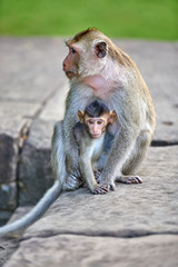 A long-tailed macaque monkey , nursing her child near Angkor Wat, Cambodia in the background is a green blurred landscape