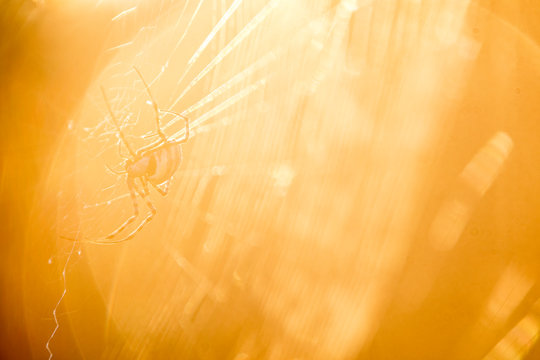 South Africa, spider on web, sun light