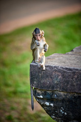 A long-tailed macaque monkey seated on a rock near Angkor Wat, Cambodia in the background is a green blurred landscape