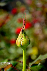 Not opened rose bud