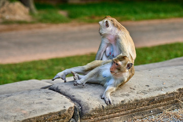 Fototapeta premium A long-tailed macaque monkey seated on a rock near Angkor Wat, Cambodia in the background is a green blurred landscape