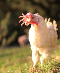 hen and chickens