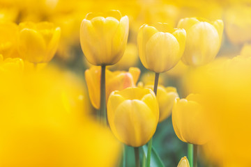 USA, Washington State, Skagit Valley, tulip field, yellow tulips, close-up