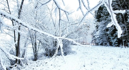 Frozen branch in winter forest