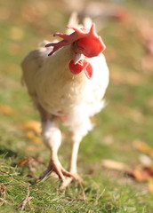 red hen and chickens