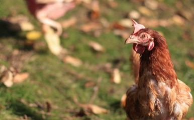 brown hen and chicks
