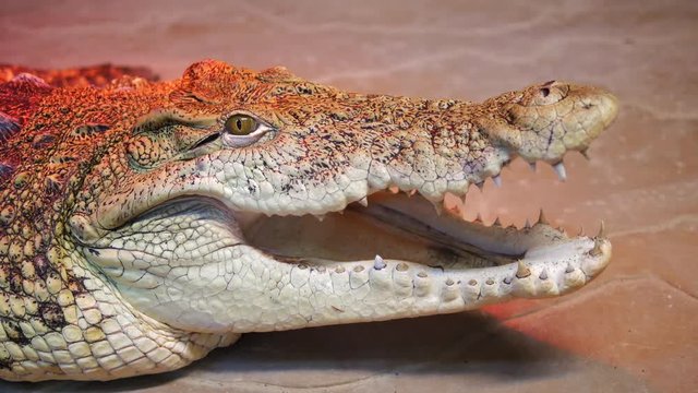 Nile crocodile opens mouth showing teeth. 4k