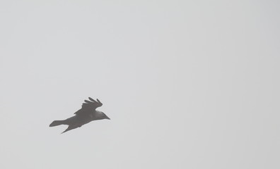 bird in flight