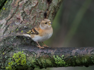 Brambling, Fringilla montifringilla