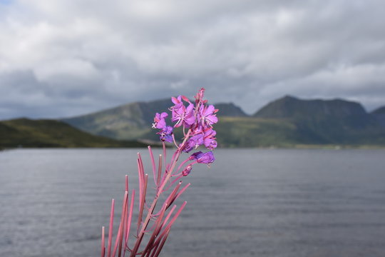 K&uuml;ste, Vester&aring;len, Norwegen, Fjord, Ris&oslash;ysundet, Sund, Buksnes, Bassengnet, Wiesenblume, Blume, Bl&uuml;te, Wiese, Gras, pink, Pflanze, Natur, bl&uuml;hen, Sommer
