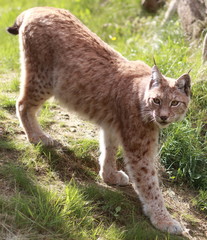 Naklejka premium lynx