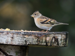 Brambling, Fringilla montifringilla