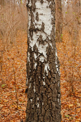 Birch wood tree