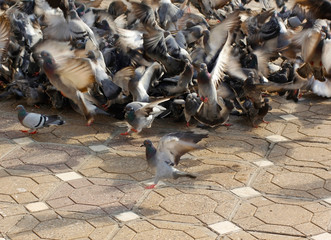 Fototapeta premium Chaotic floc of pigeons