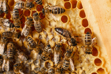 close up honeycomb in wooden frame with bees on it. Apiculture concept