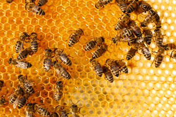 close up honeycomb in wooden beehive with bees on it. Apiculture concept