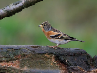 Brambling, Fringilla montifringilla