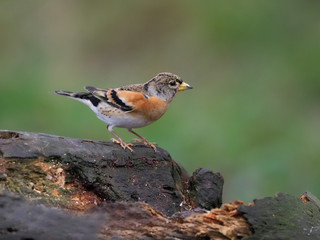 Brambling, Fringilla montifringilla