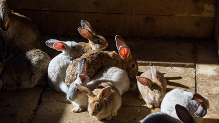 farm rabbits rest grouped together were sun rays cut into the dark of their enclosure
