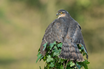 A female sparrowhawk perched on the top of an ivy covered post, spreads her wings to protect her prey taken from behind showing her wings