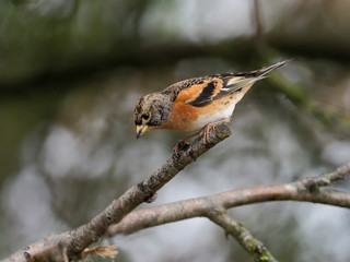 Brambling, Fringilla montifringilla