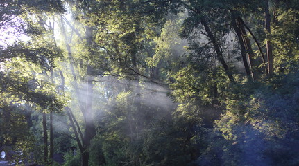 morning in forest