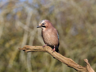 Eurasian jay, Garrulus glandarius