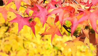 Laubbäume, Laubfärbung, der Herbst ist da
