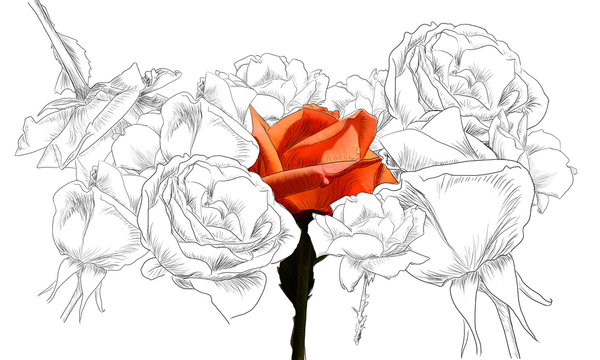 Line art collage of roses with one in color by jziprian