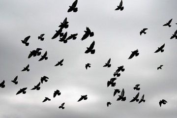flock of birds in the sky