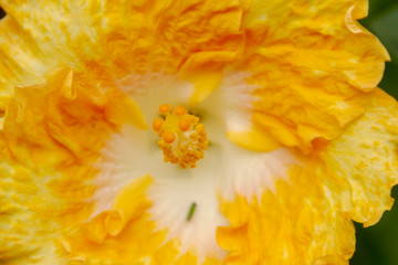Flor de hibisco 