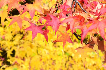 Kanadischer Amberbaum, Herbststimmung in Südtirol