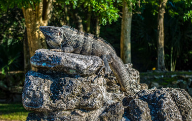 Spiny Tailed Iguana in the jungle
