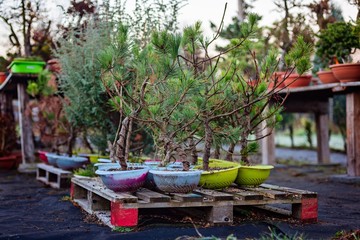 Fototapeta na wymiar Bonsai trees growing outdoors in pots on wooden table