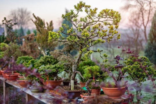 Bonsai trees growing outdoors in pots on wooden table