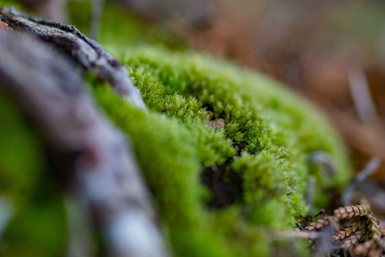 Close up macro photo of moss and lichen plastering bonsai tree