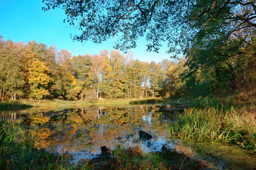 Obraz premium Lake of the Forest. Autumn forest. Autumn in the Park. Yellow and red leaves on trees in autumn. A forest road.